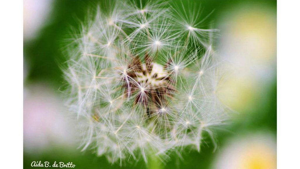 Foto: Aída B. Britto