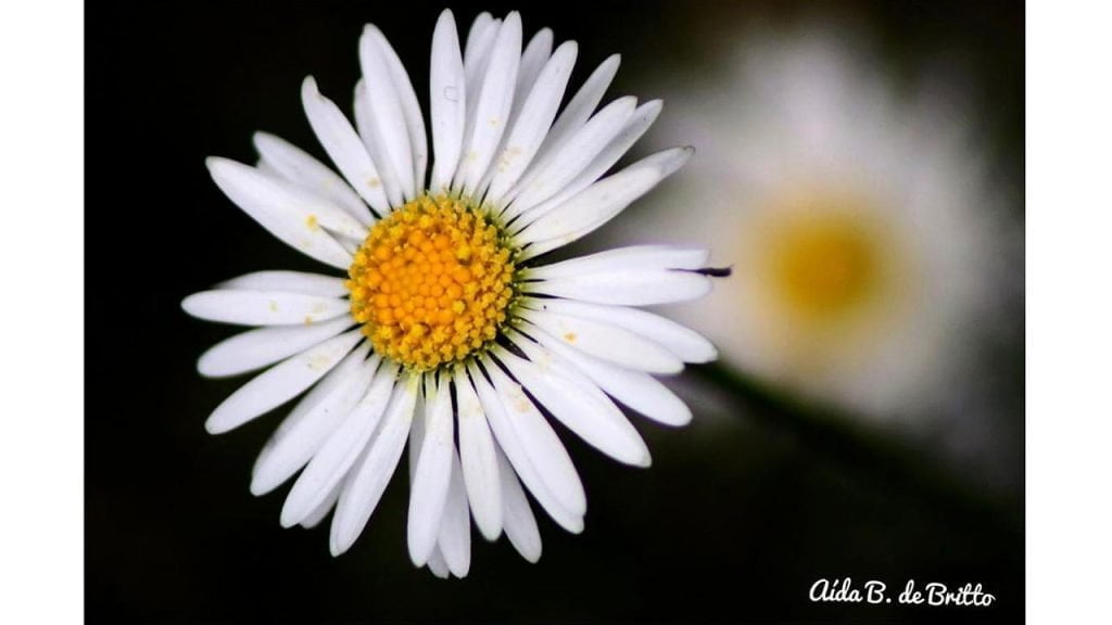 Foto: Aída B. Britto