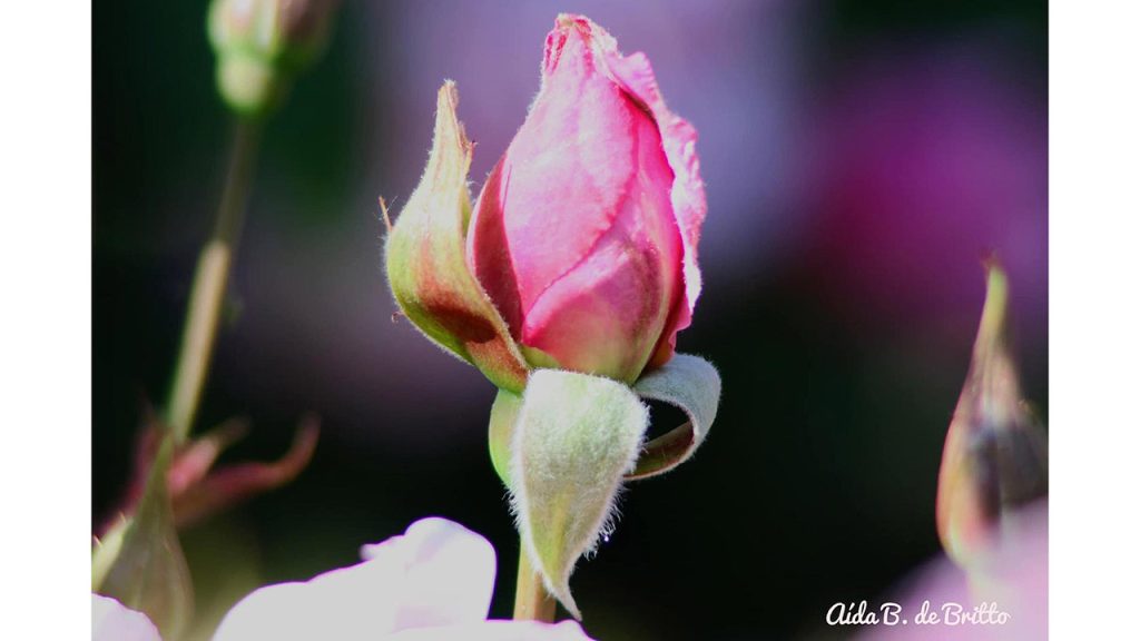 Foto: Aída B. Britto