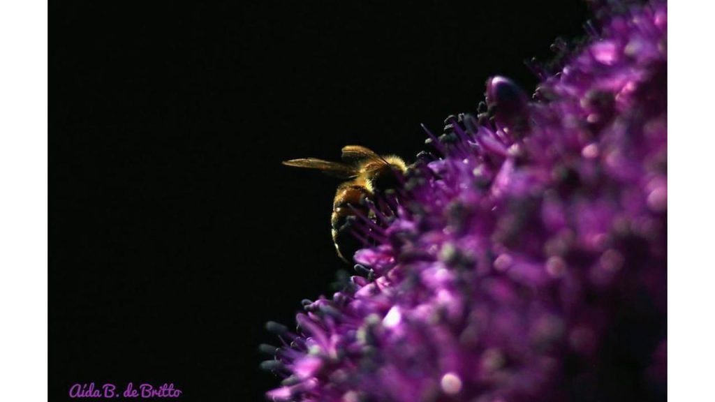 Foto: Aída B. Britto