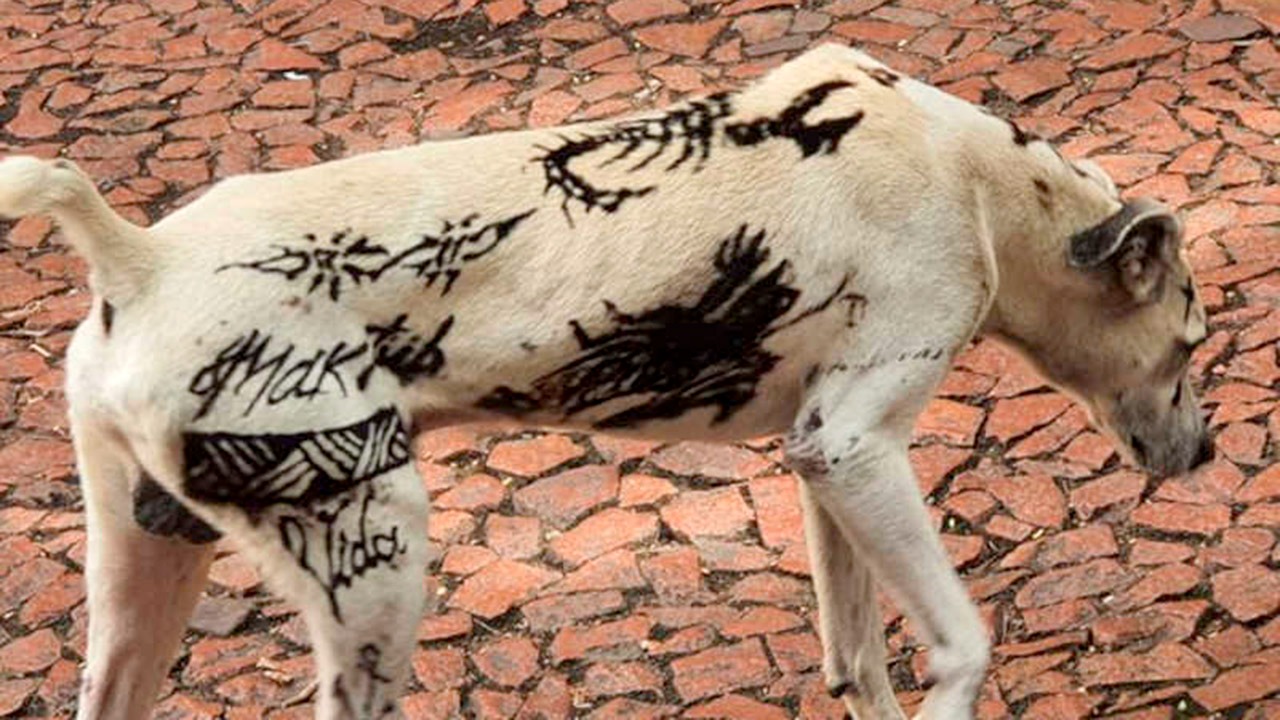 Foto: OlharAnimal